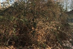 IMG_7252